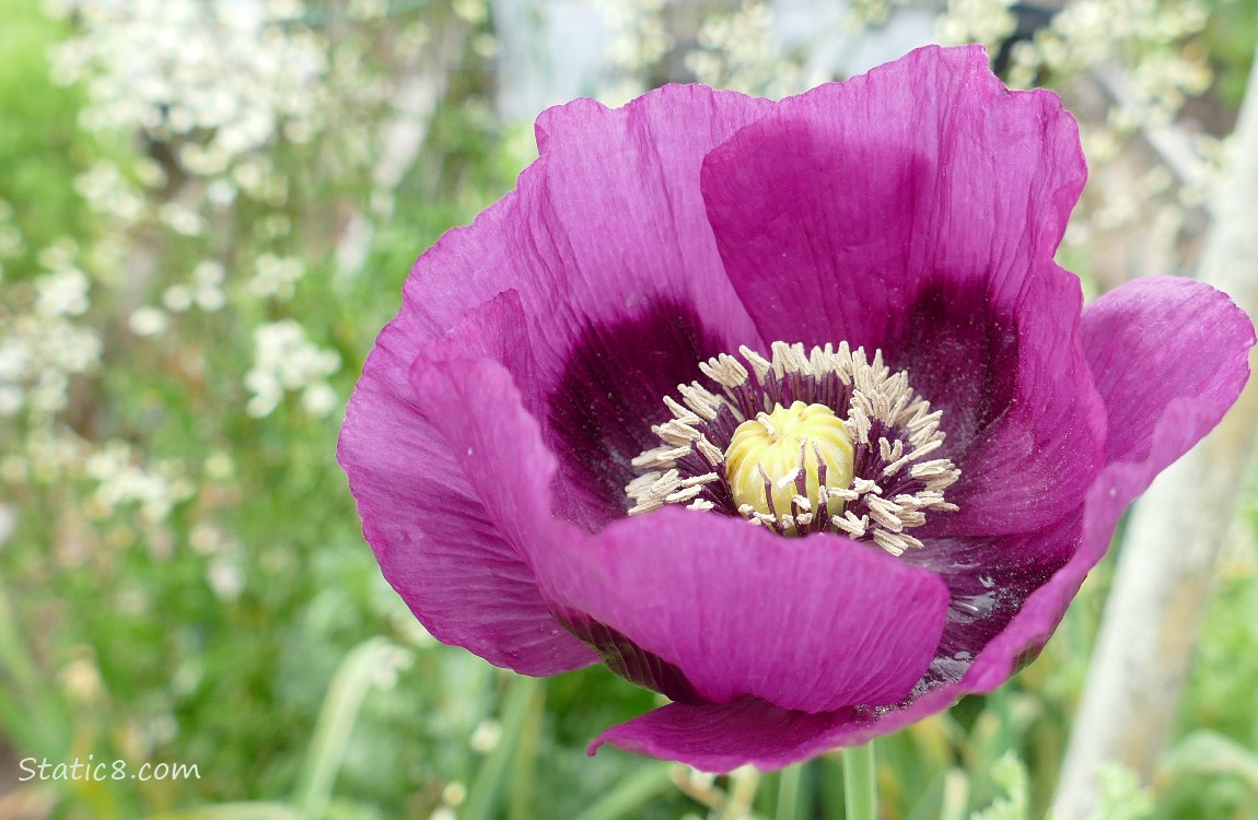 Purple Breadseed Poppy bloom