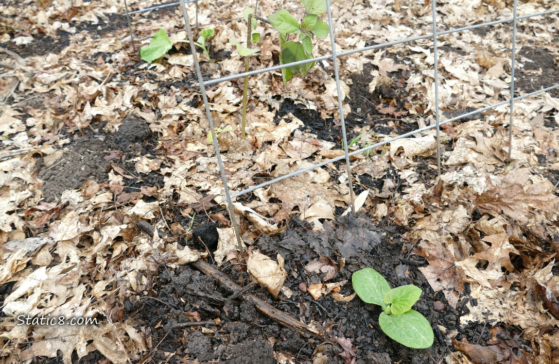Small plants under a wire trellis