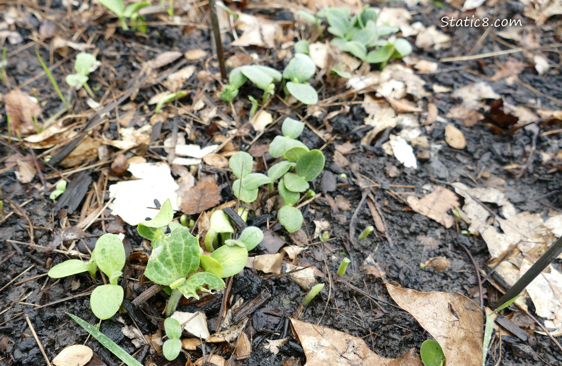 Squash seedlings growing in the dirt