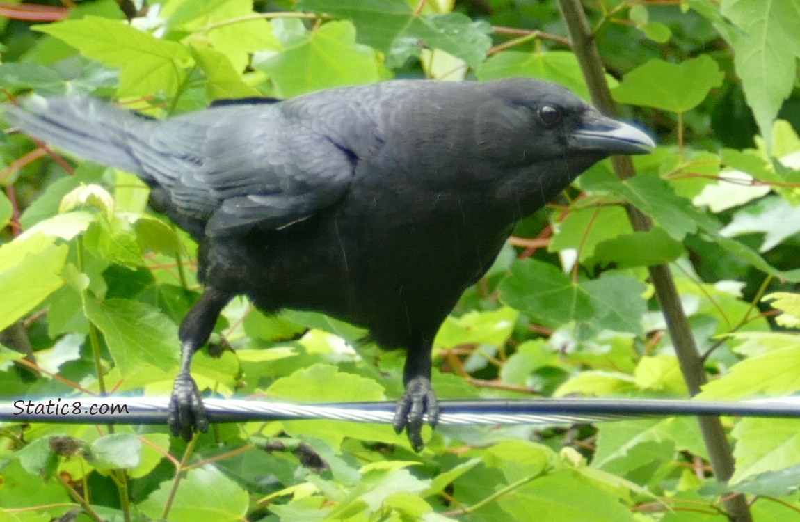 American Crow perched on a power line with tree leaves behind her