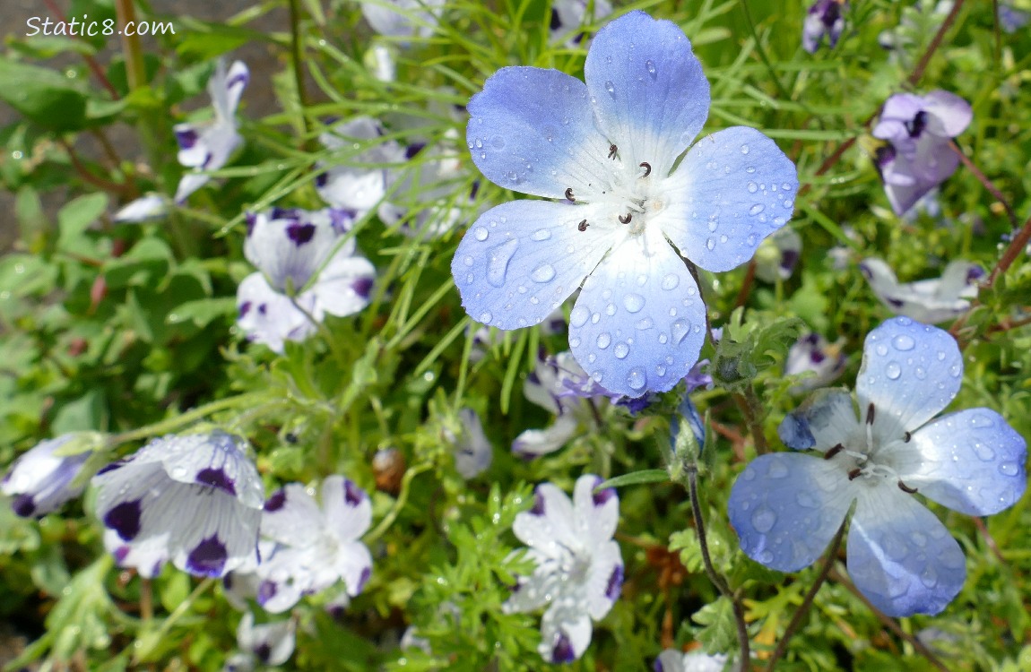 Baby Blue Eye blooms and Fivespot blooms