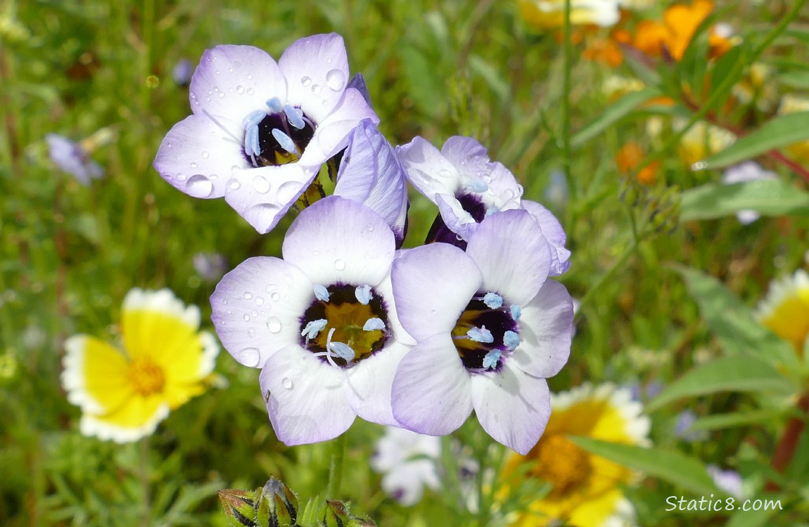 Birds Eye Gilia blooms