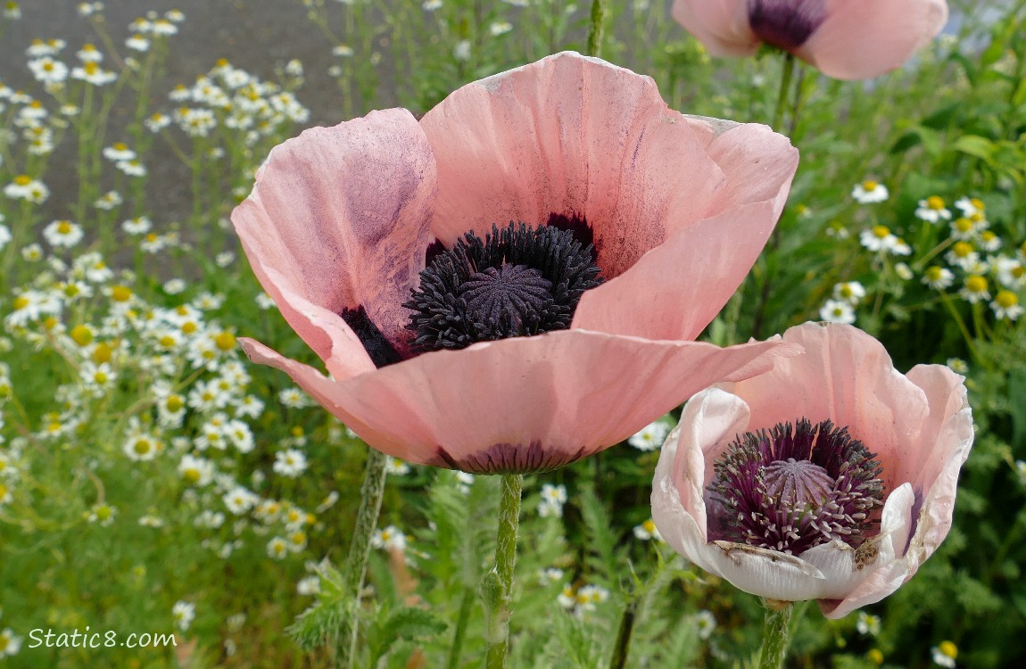 Pink Breadseed Poppies in front of daisies