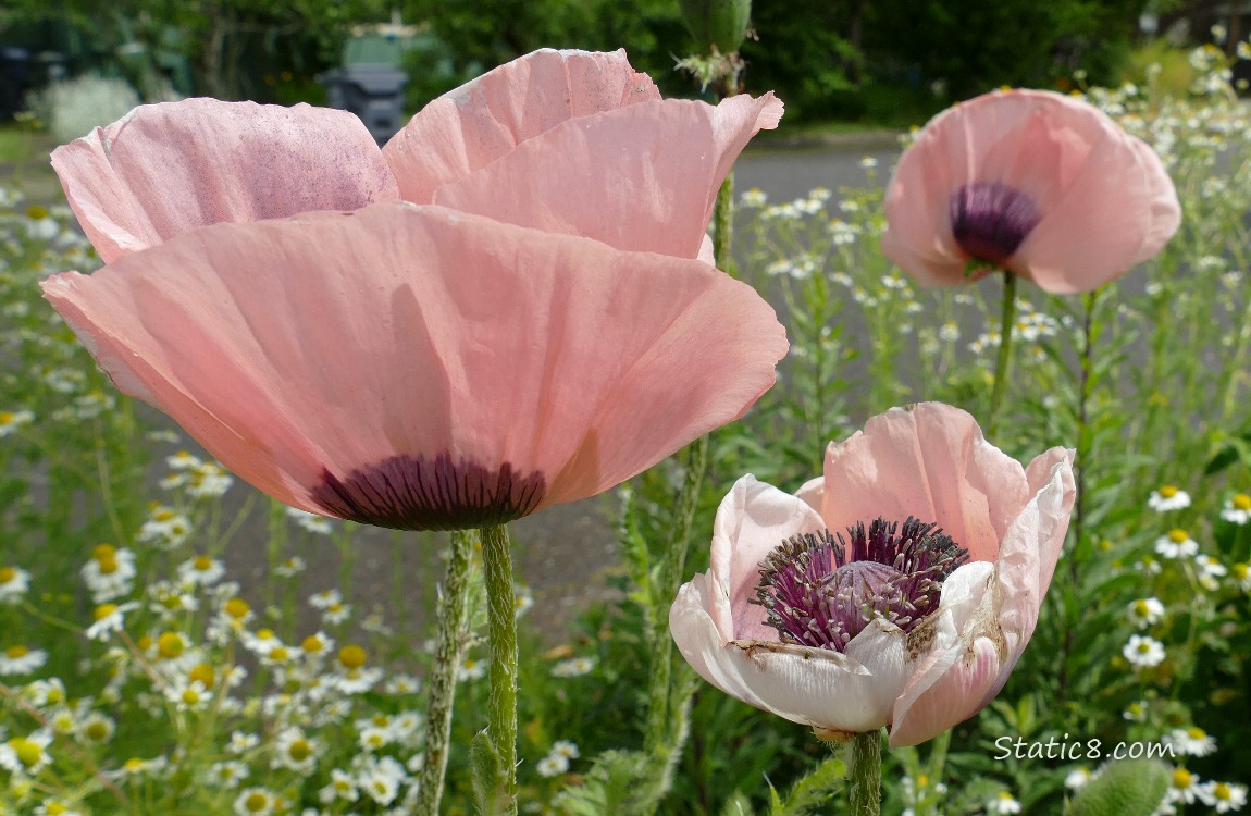Pink Breadseed Poppies in front of daisies