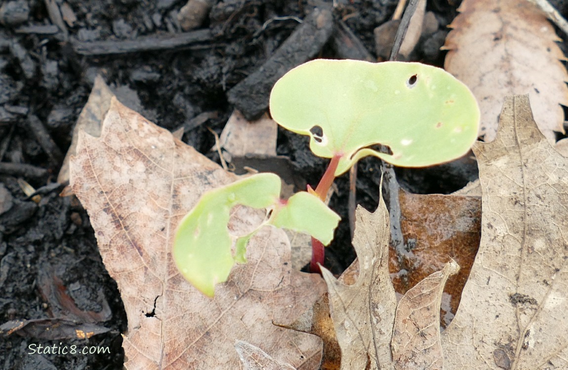 Buckwheat seedling growing in the ground