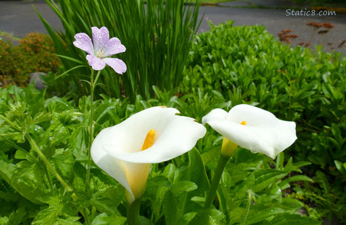 Two Calla Lily blooms and a pink Geranium bloom