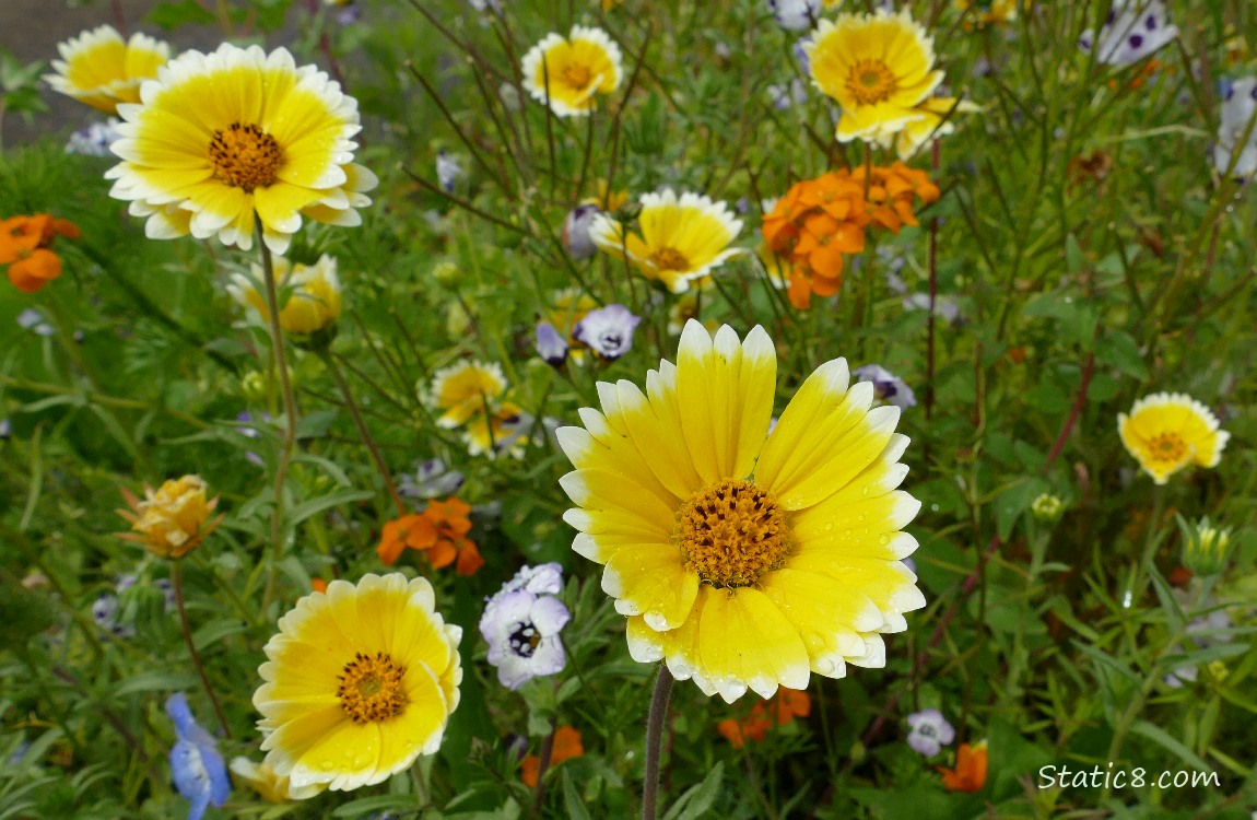 yellow Coreopsis blooms with other wildflowers