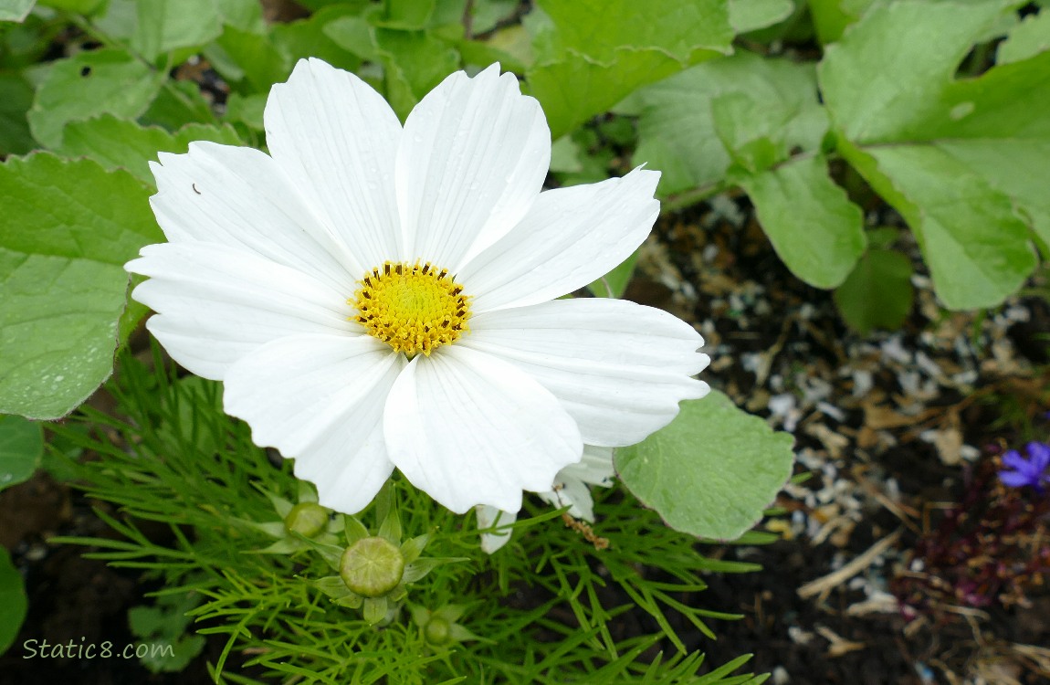 White Cosmos bloom surrounded by green leaves