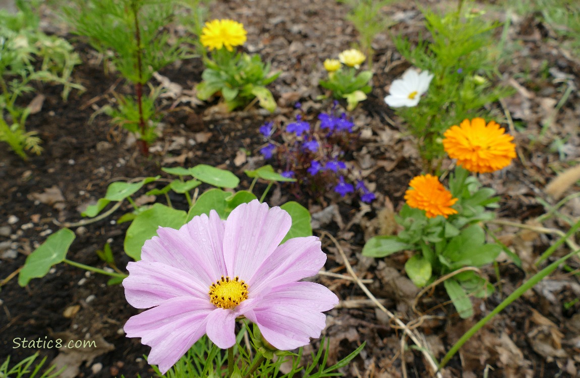 Pink Cosmos bloom with Calendulas in the background