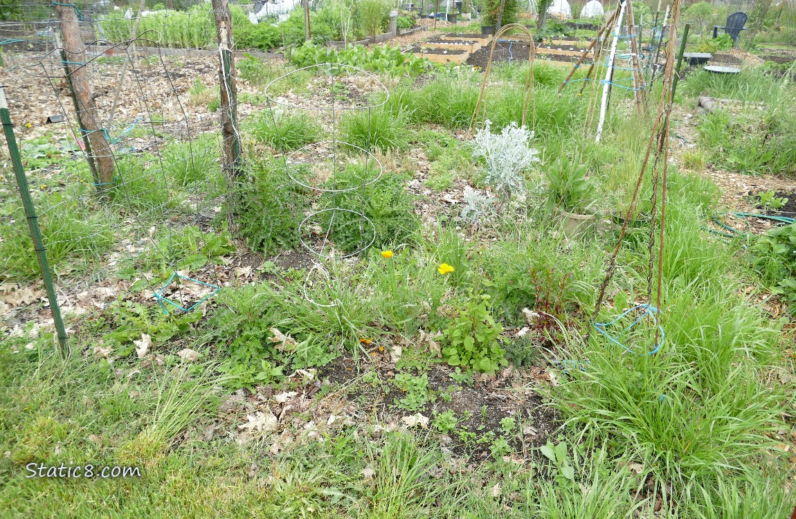 Garden Plot