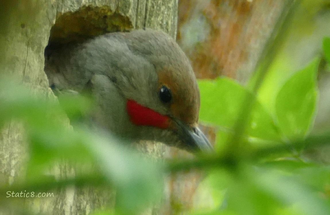 Male Northern Flicker looking out of the woodpecker hole