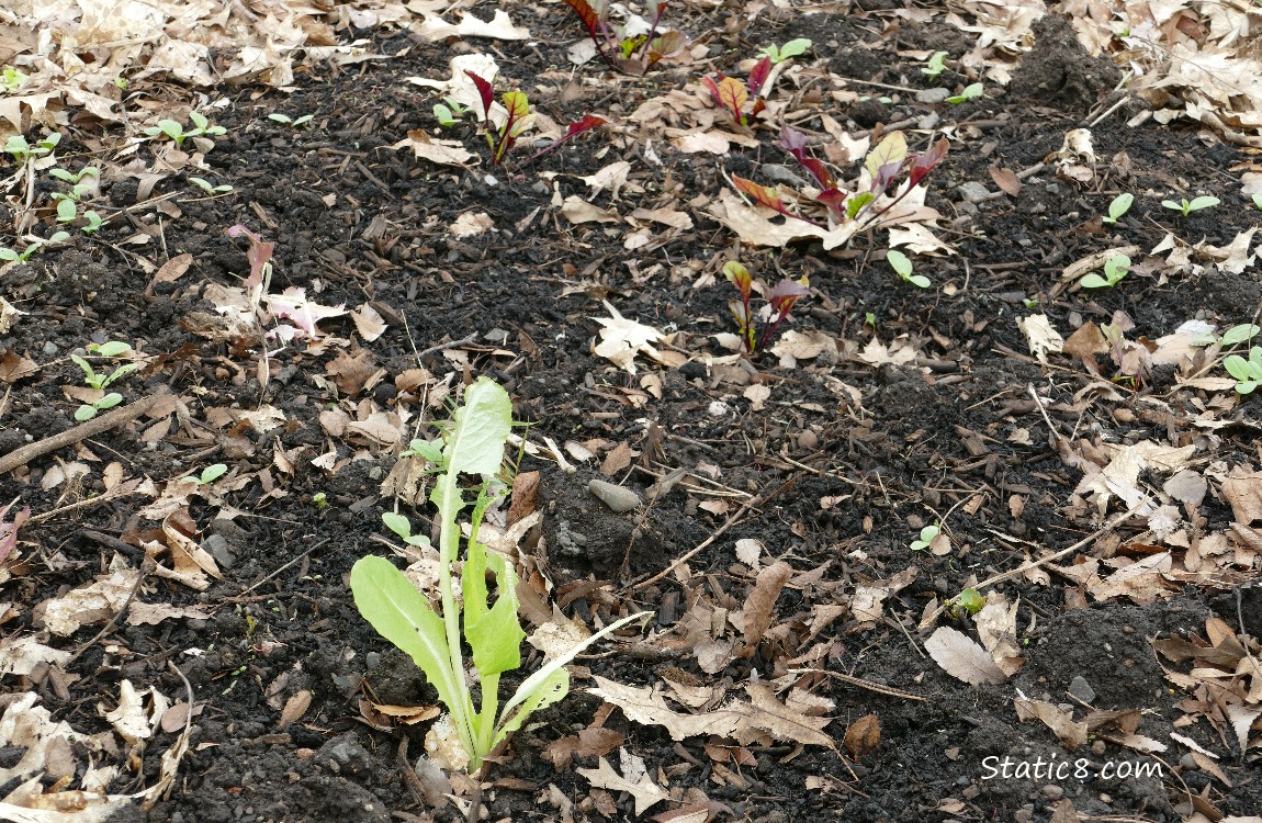 Small Lettuce growing in the dirt with small beet plants in the background