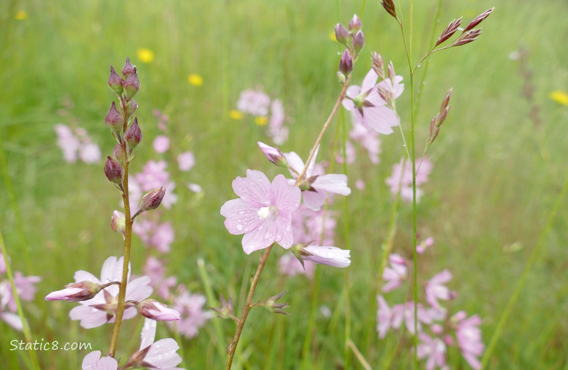 Pink Mallows blooming in the grass