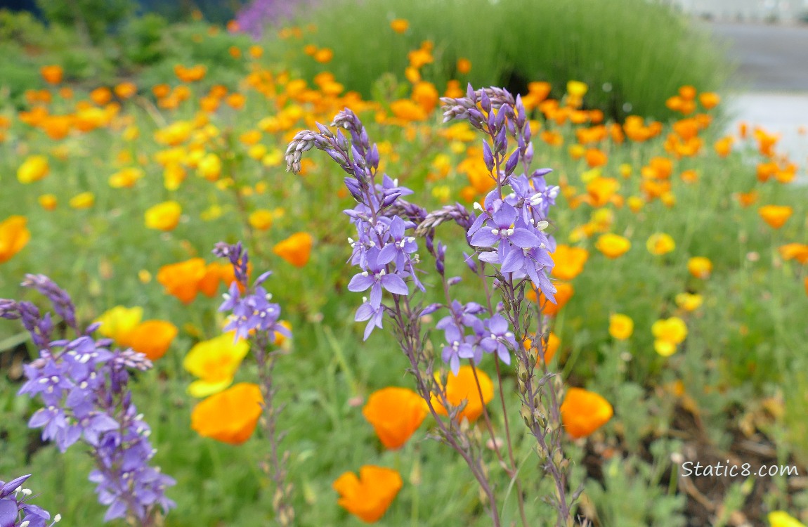 Purple flowers and California Poppies