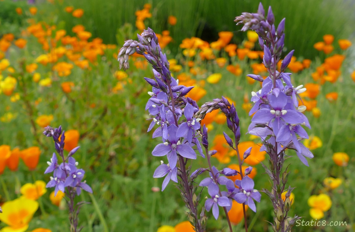 Purple flowers in front of California Poppy blooms