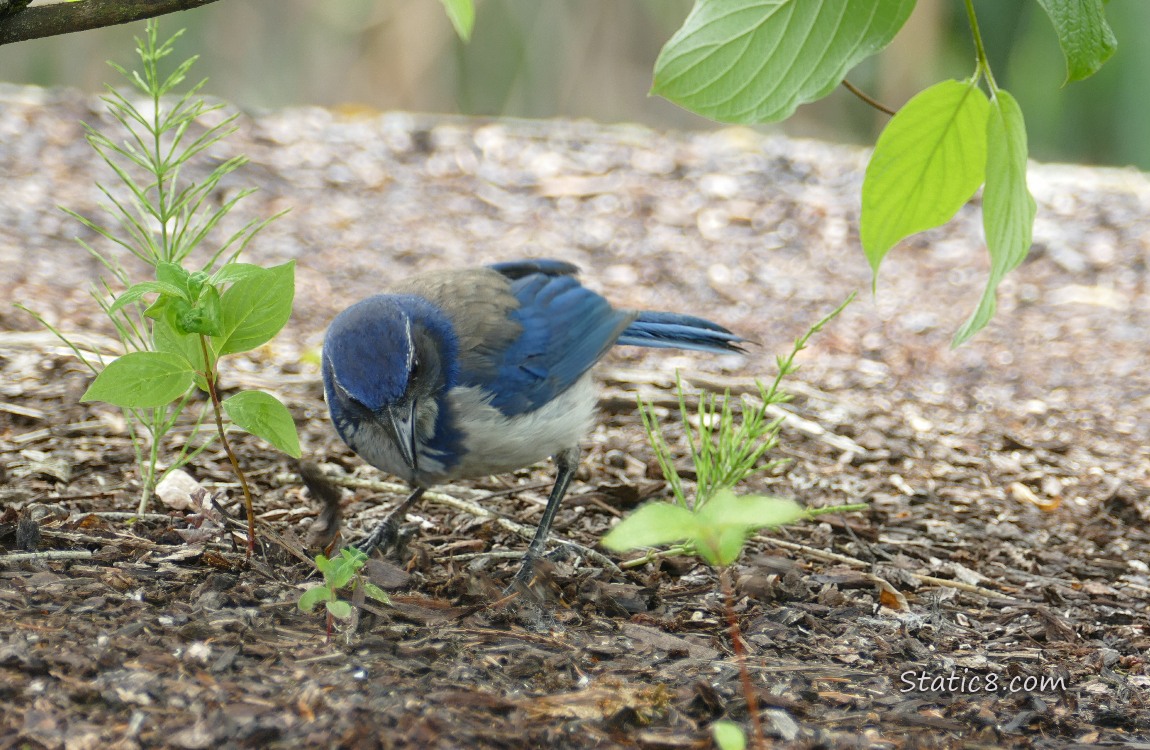 Scrub Jay looking for food on the ground