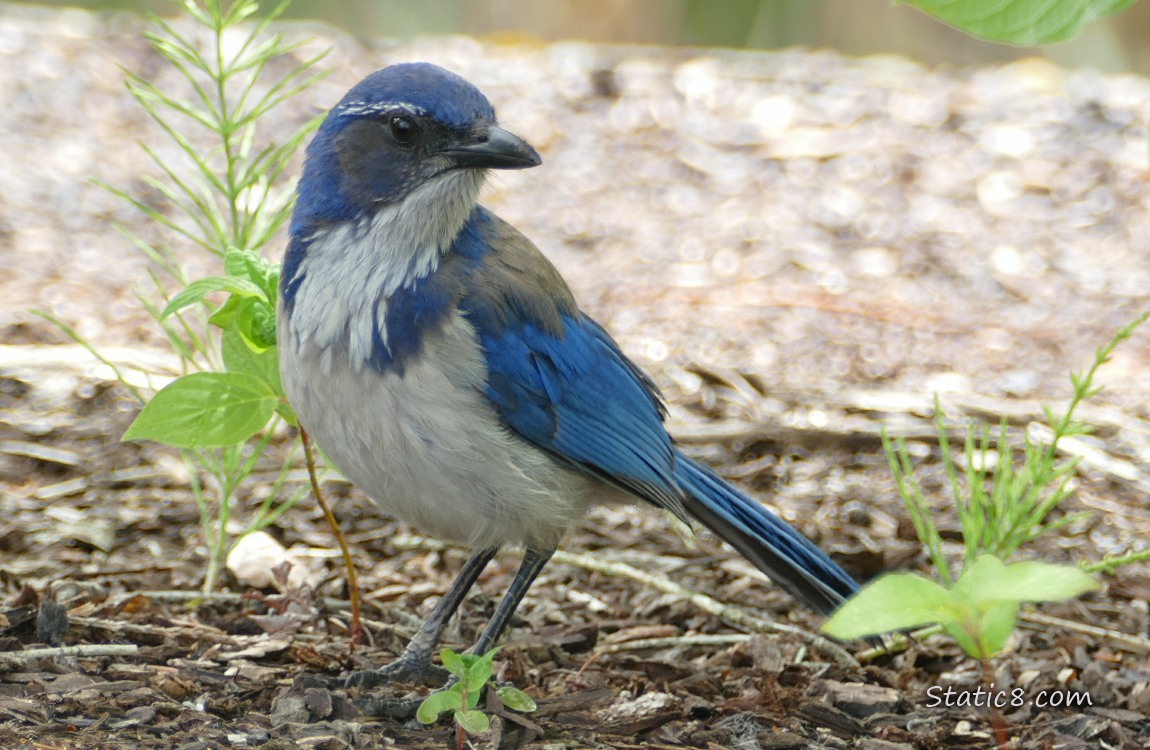 Scrub Jay standing on the ground