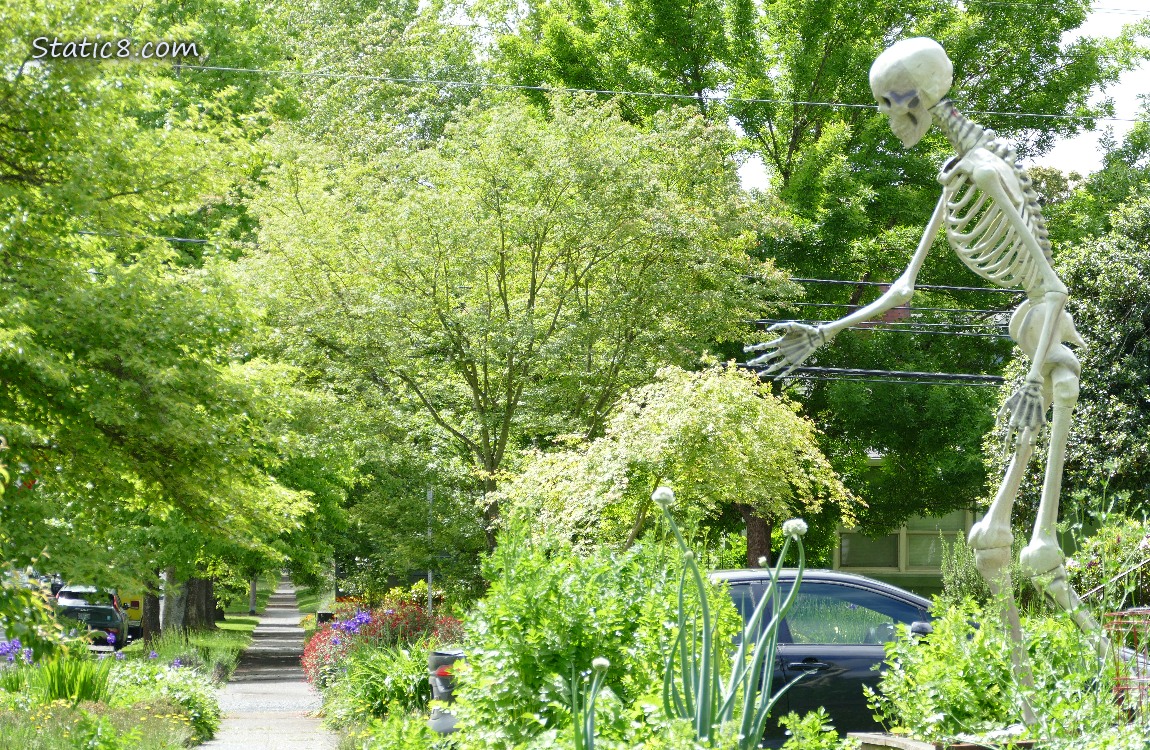 Large Skeleton in a front yard