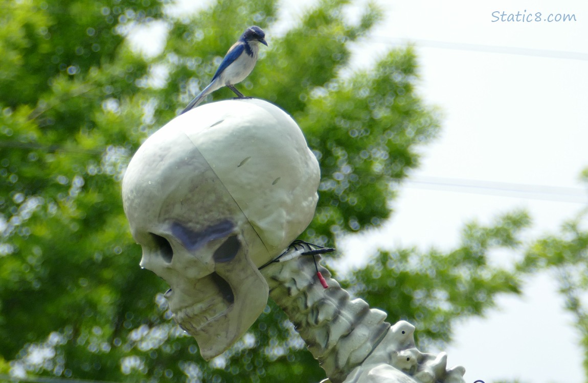 Scrub Jay standing on the skull
