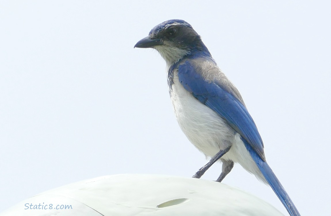 Scrub Jay standing on the skull