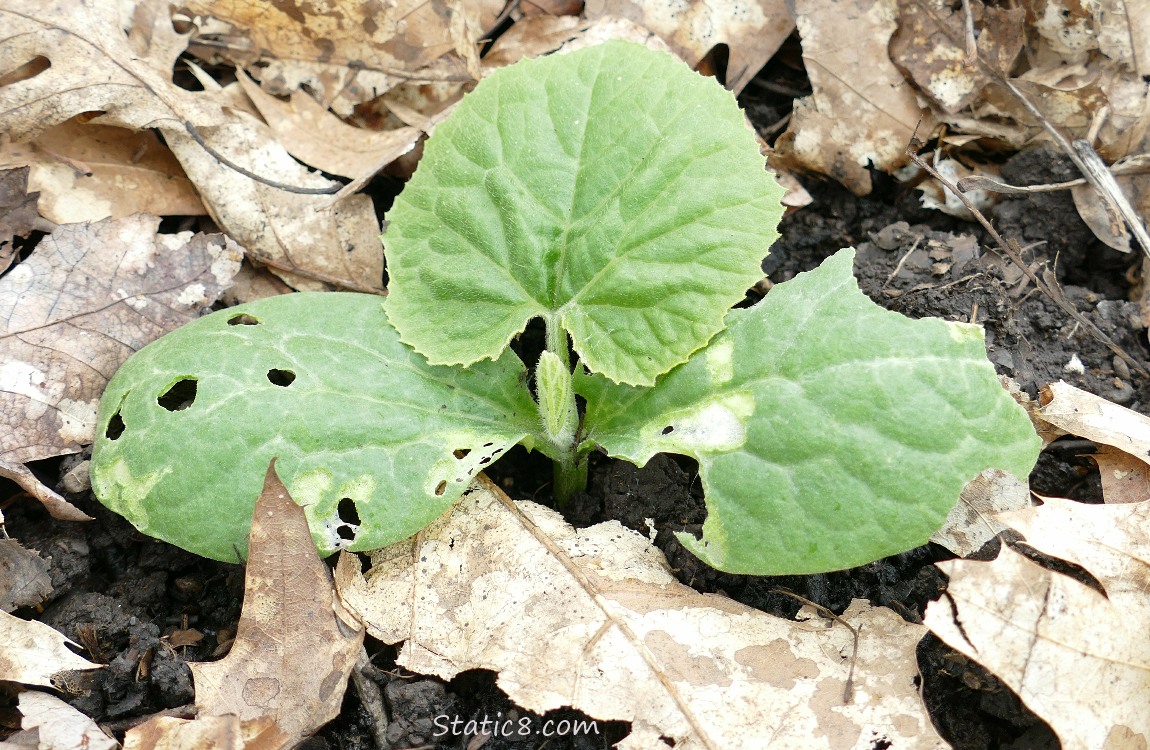 Squash plant growing in the ground