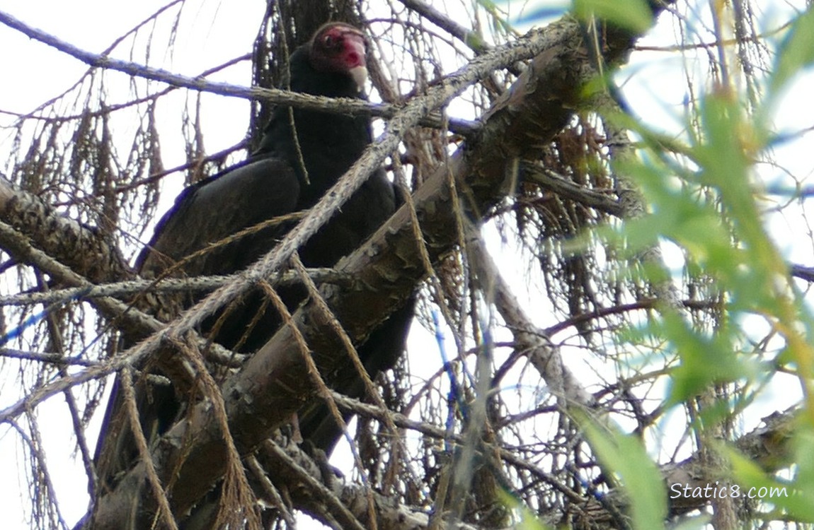 Turkey Vulture standing in a tree, surrounded by sticks and grey sky