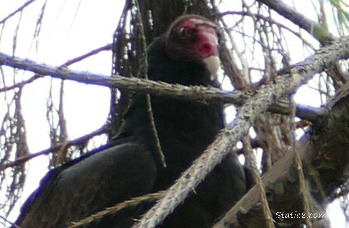 Close up of a Turkey Vulture looking down from a tree