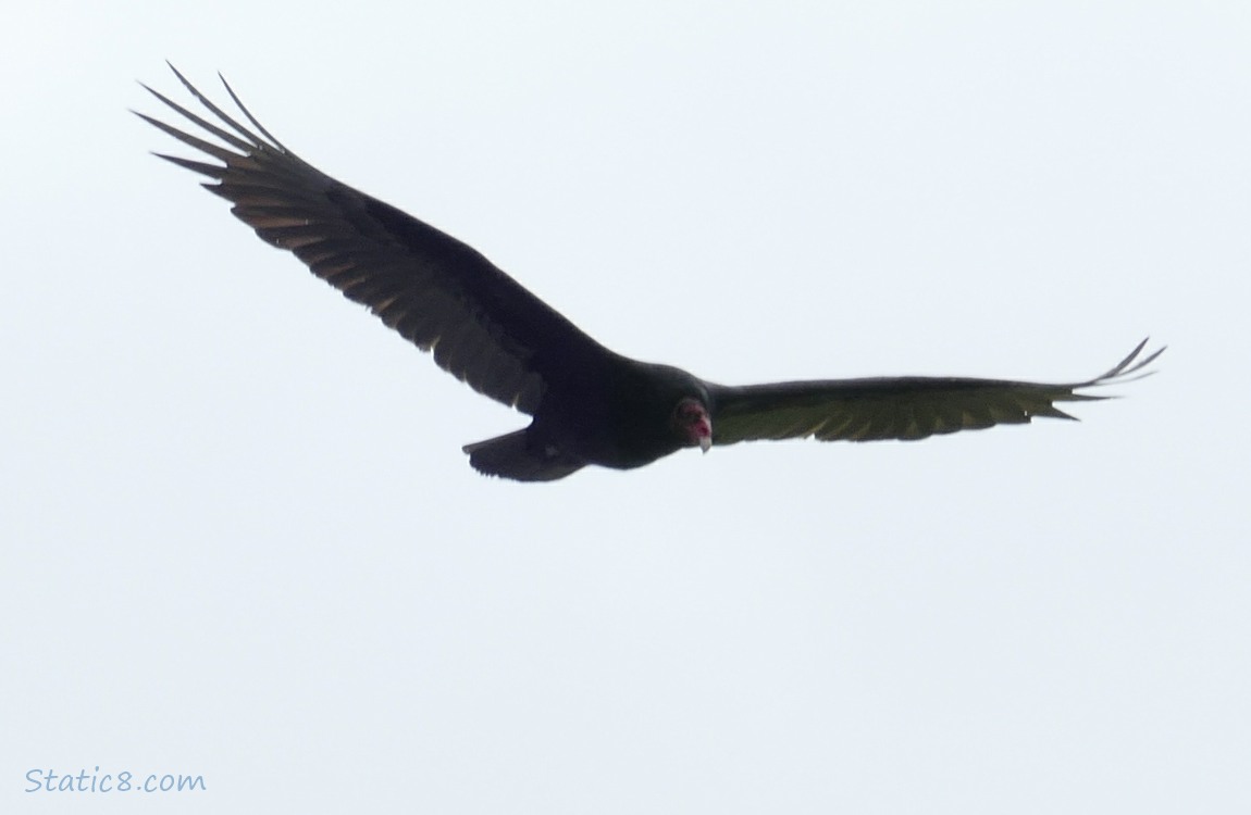 Turkey Vulture flying in a grey sky
