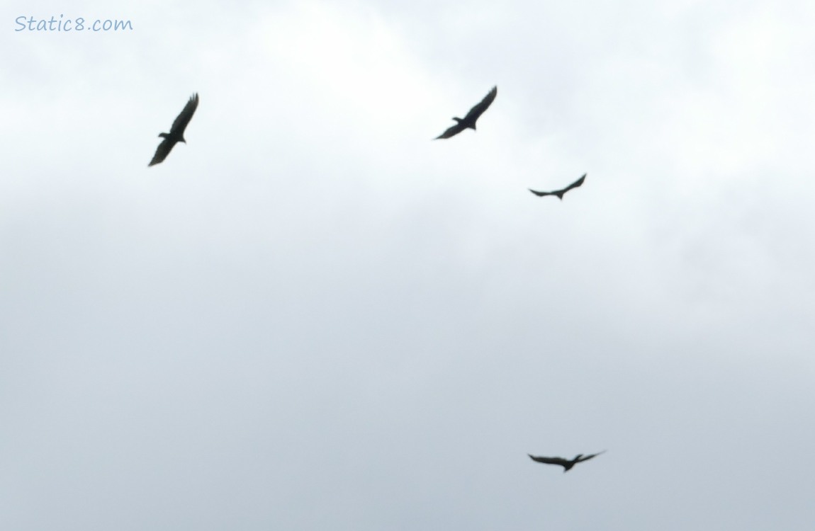 Four Vultures flying in a grey sky