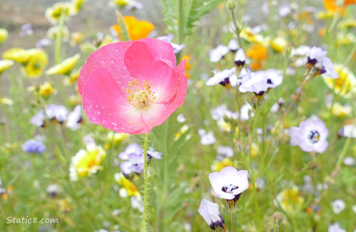 Pink Poppy bloom in front of many wildflowers