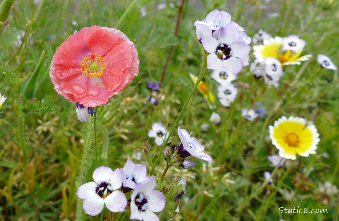 Pink Poppy bloom in front of many wildflowers