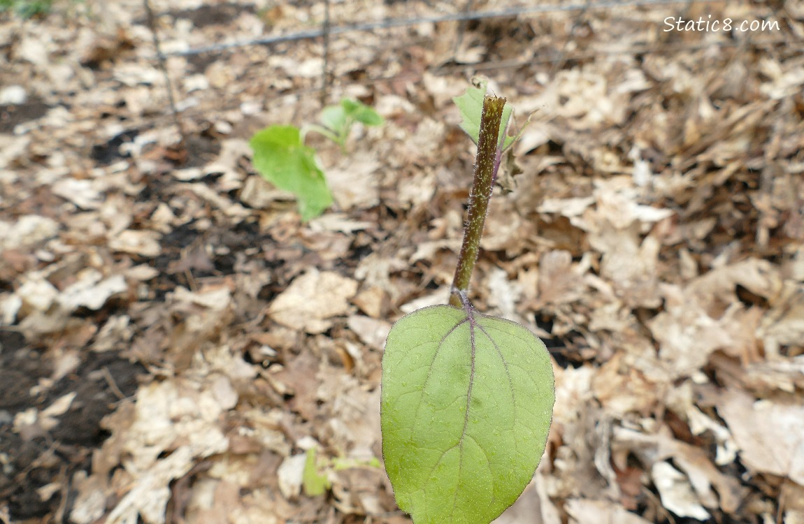 Broken sunflower plant