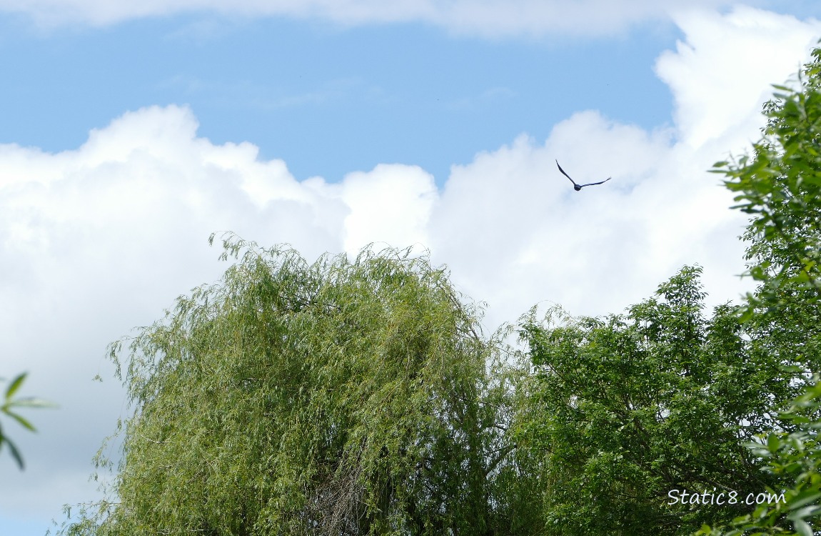 Clouds over the trees and a crow flies