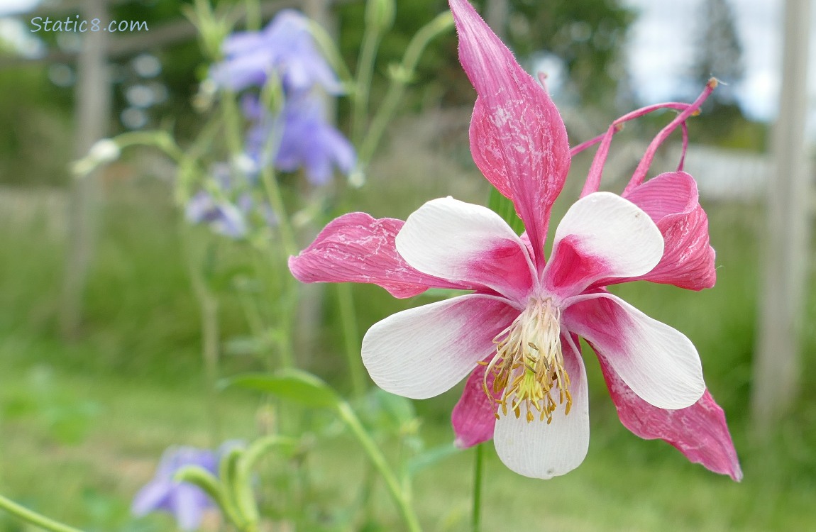 Pink and white Columbine bloom
