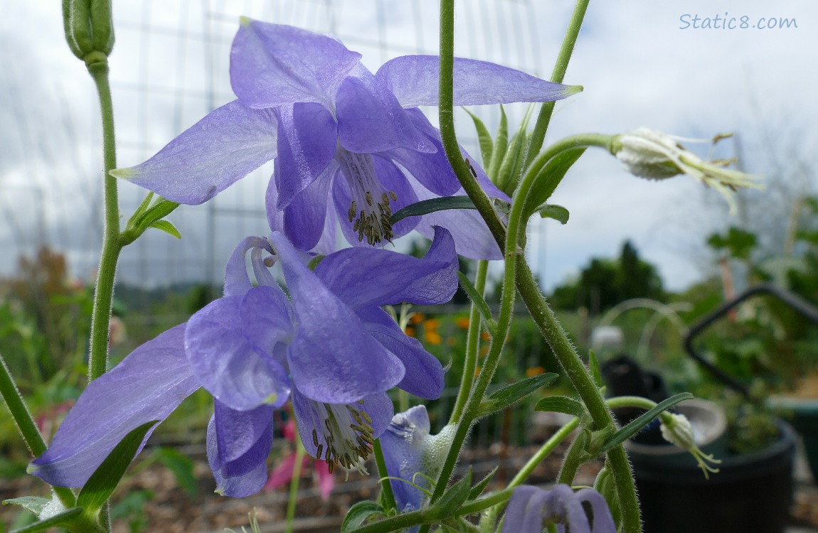 Lavender coloured Columbine blooms