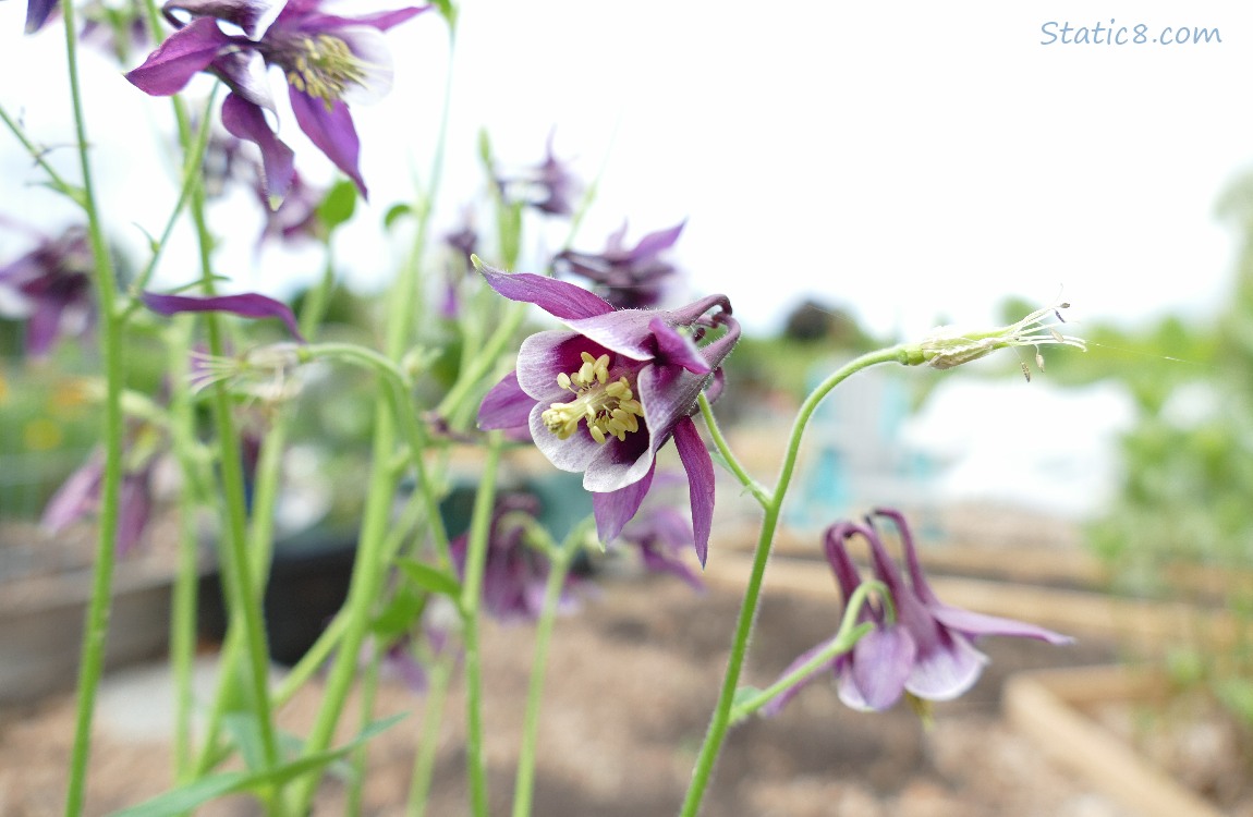 Purple and white Columbine blooms