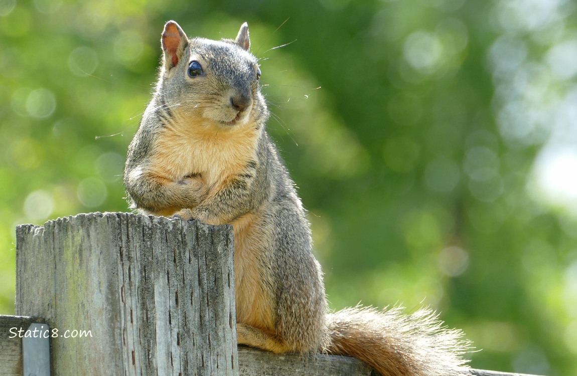 Squirrel sitting on a wood fence