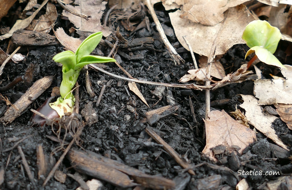 Fava seedling and Buckwheat seedling growing in the dirt