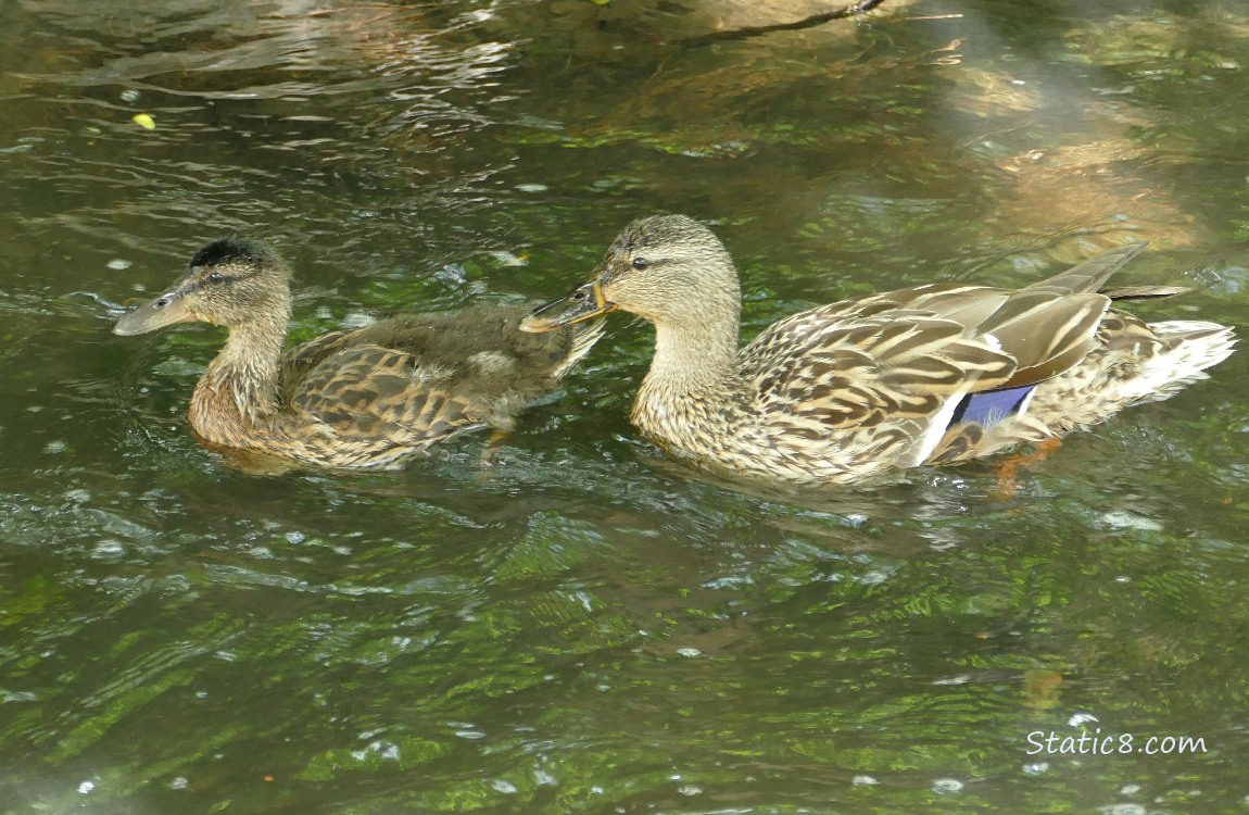 Older duckling and Mama Mallard paddling together on the water