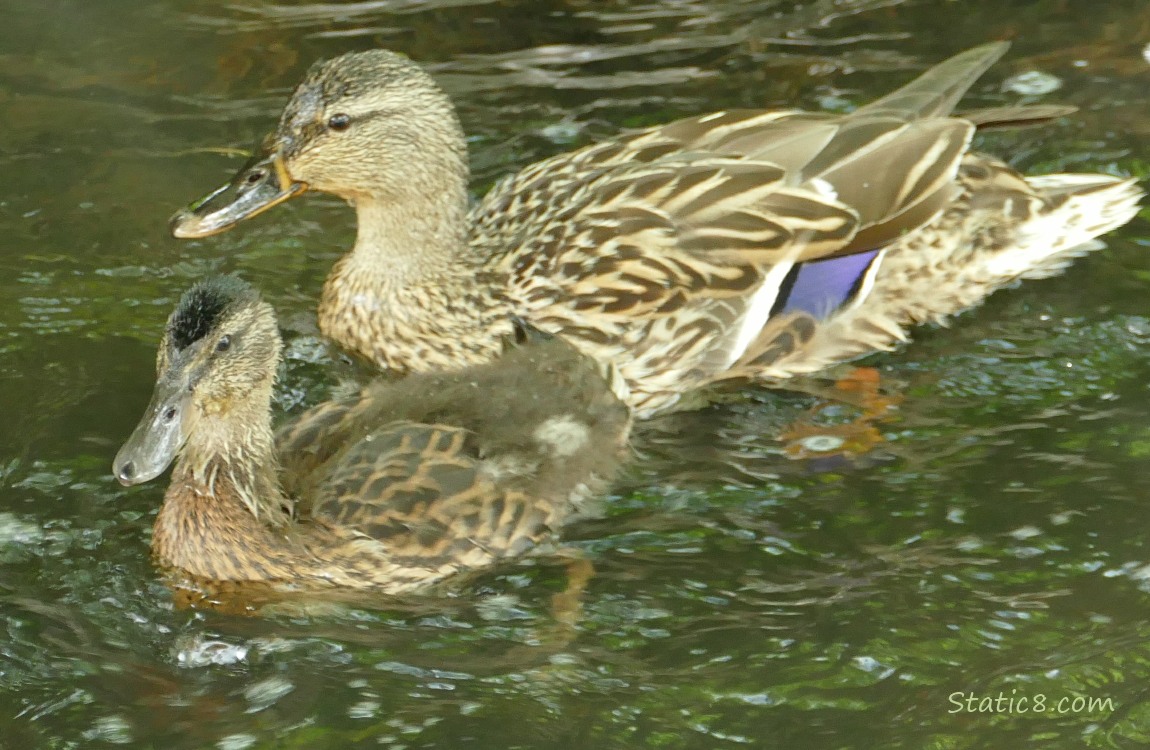 Older duckling and Mama Mallard paddling together on the water