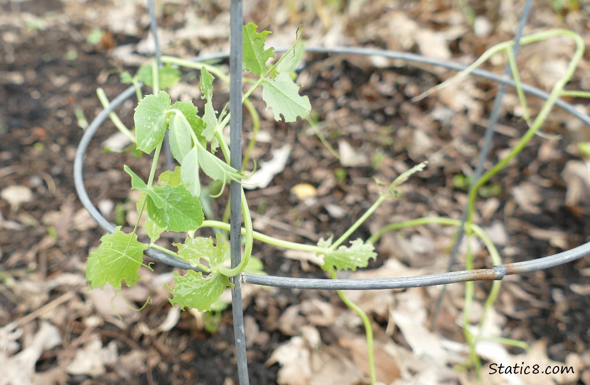 Snap Peas growing on a tomato cage
