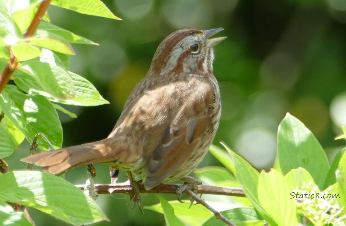 Song Sparrow singing from a twig