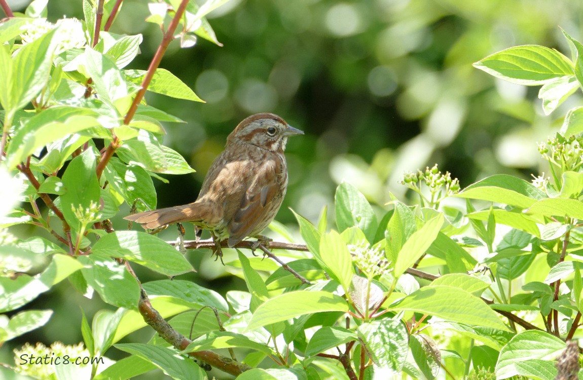 Song Sparrow standing on a twig, surrounded by leaves