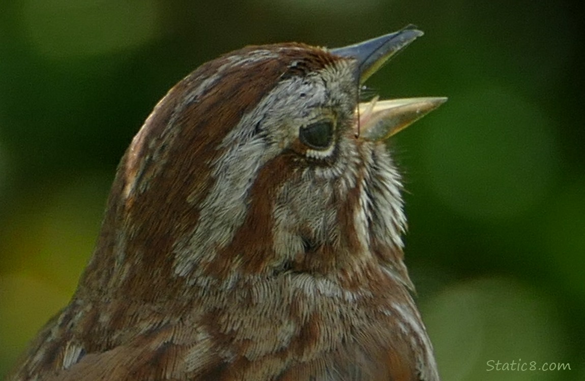 Close up of a Song Sparrow singing
