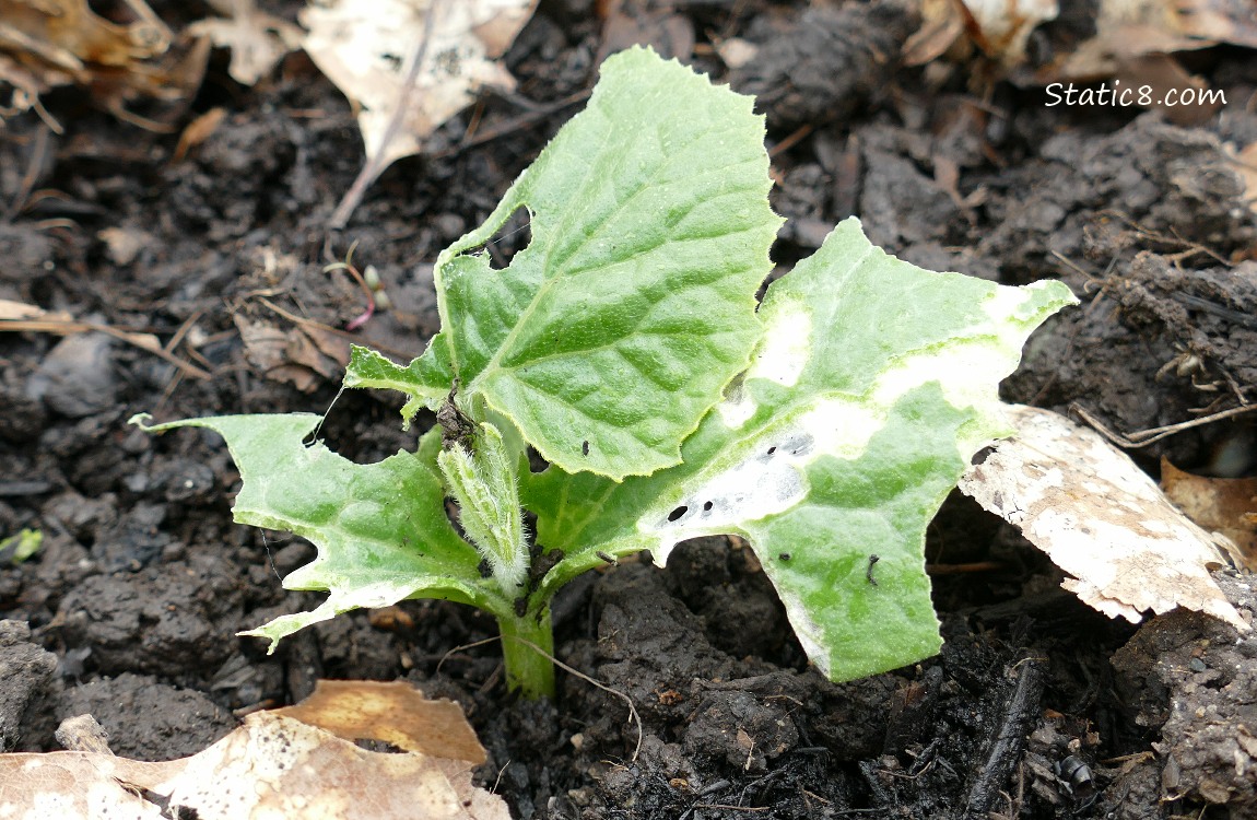 Munched Squash plant in the ground