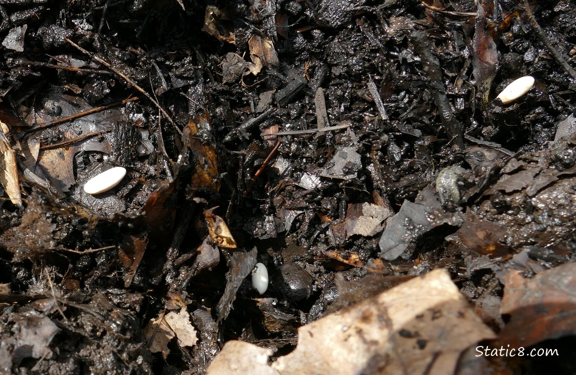 Beans lying on the dirt