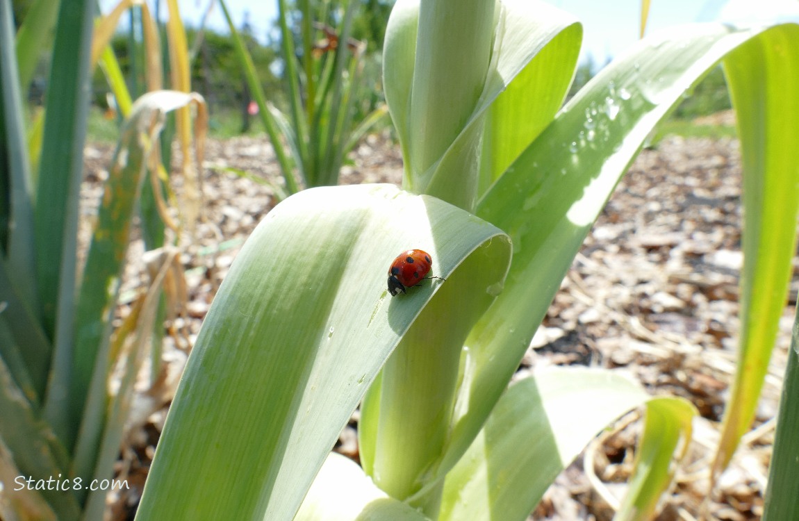 Seven Spot Ladybug on a Leek leaf