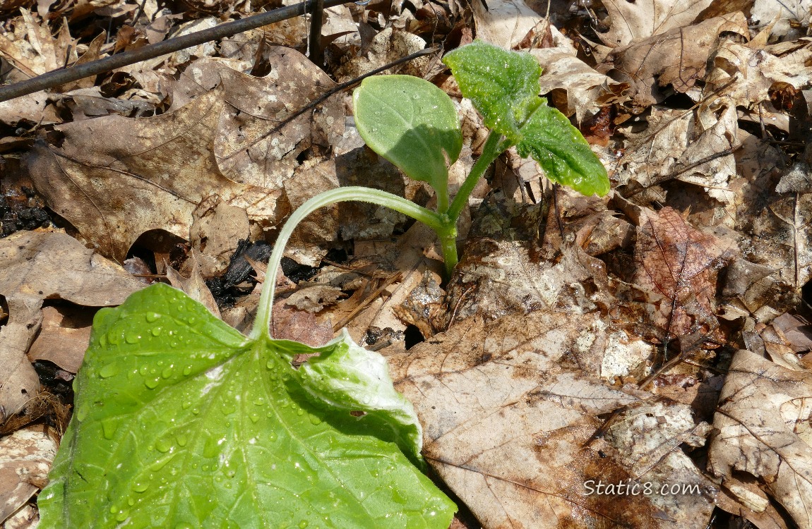 Cucumber plant growing