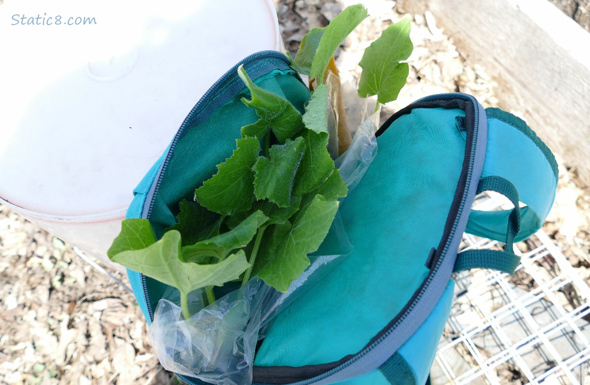 Cucumber plants in a blue backpack