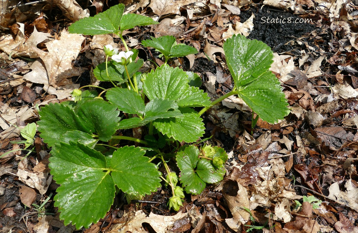 Strawberry plant growing in the ground
